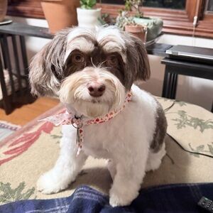 Meet your Posher, Tonks